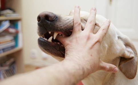 东至法院网 法院新闻 工作动态 > 正文   狂犬病发作的标志性症状