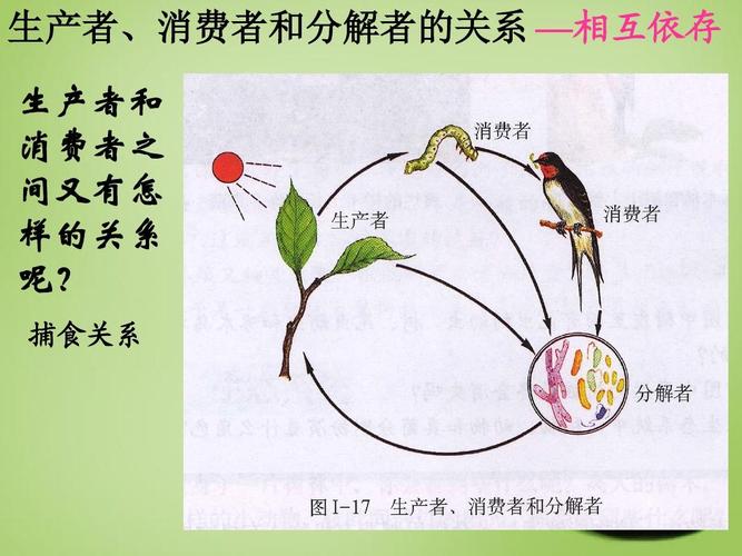 生产者,消费者和分解者的关系 —相互依存 生产者和 消费者之 间又有