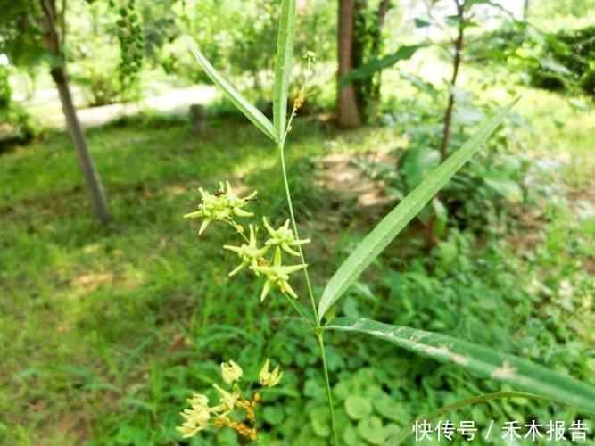 松筋草的功效与作用松筋草泡水喝什么作用