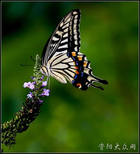 [原创]漂亮的蝴蝶