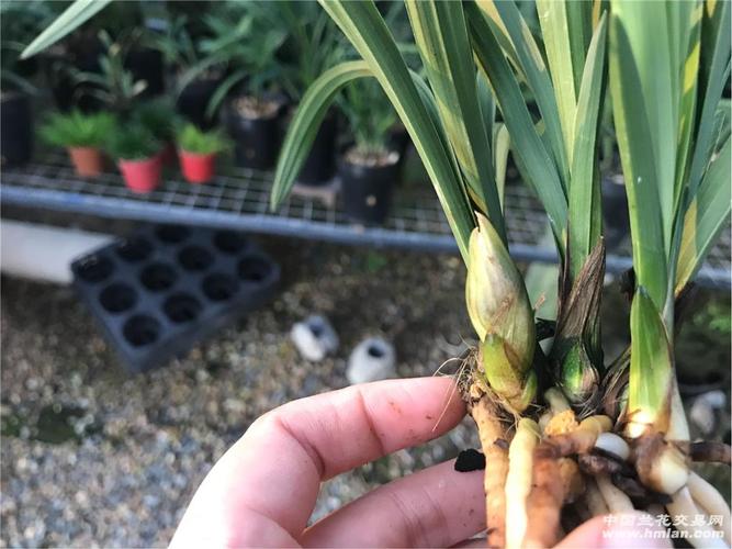 春兰,大团圆4苗1花苞