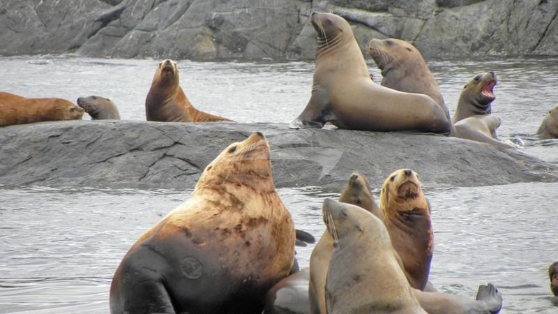 sea lions