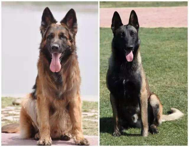 马犬属于短毛犬,而德牧既有长毛也有短毛,所以我们并不能从毛发长短