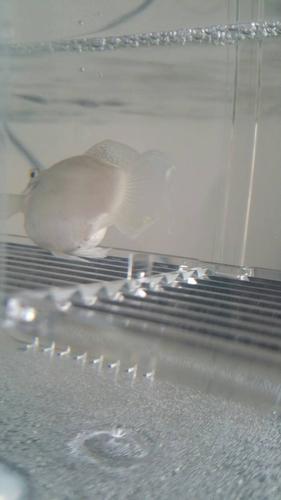 刚买的白色玛丽鱼,肚子很大,趴缸不愿意动,鱼麒张开,泄殖孔变大,是要