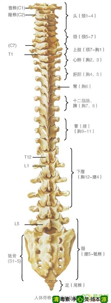 第一腰椎(l1)胃脘痛,肝区痛,胰腺炎,糖尿病,肾病,排尿异常,尿路结石