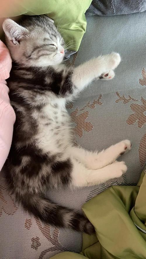 小猫咪到家后粘着主人不撒手连睡觉都要躺在身上