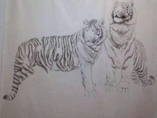 书画联盟丨工笔画老虎白描设色步骤和画虎技法示范