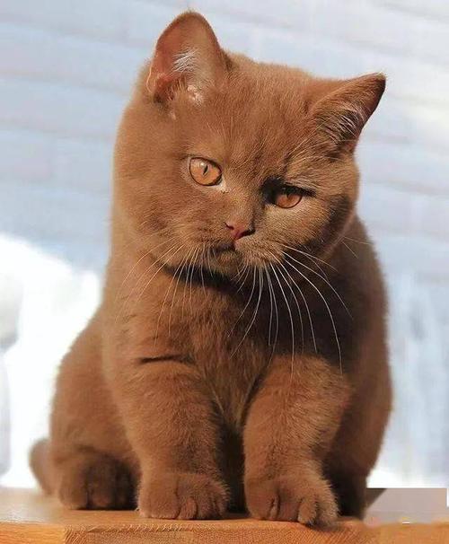 一只巧克力色的英短圆溜溜