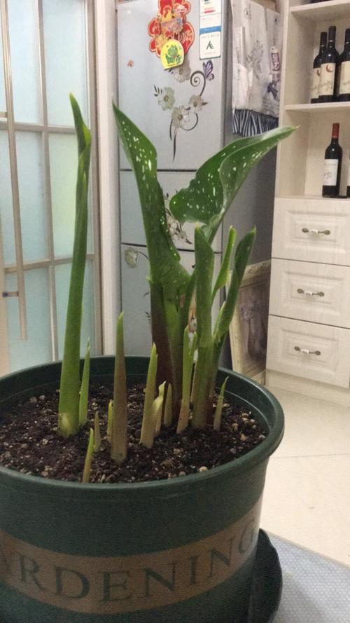 我的马蹄莲成长日记