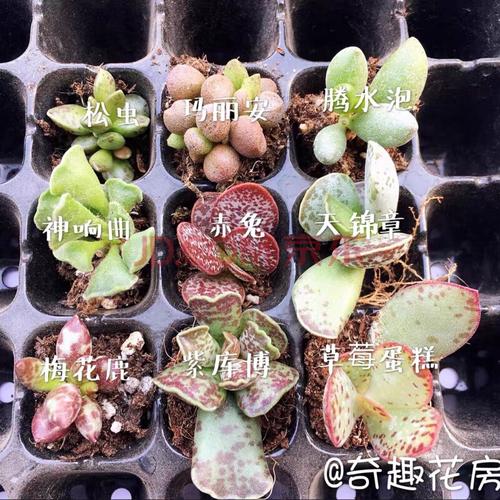 多肉植物水泡组合新手套餐赤兔玛丽安梅花鹿海豹水泡多肉贵货 随机9种