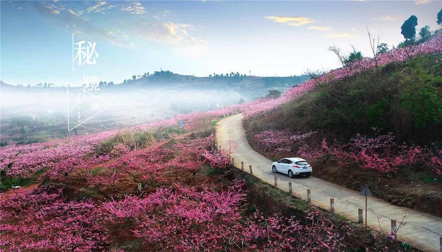优雅时尚 桃花艺境 我们把龙泉山上的桃花都"搬"到你面前