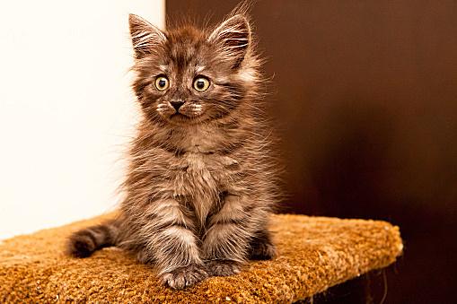 "盆景猫"这种虐猫网站为什么关不掉?