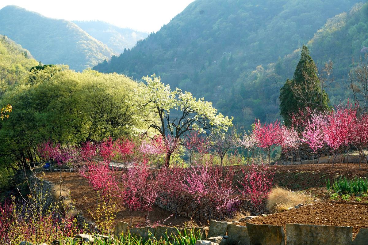 巩义大山怀昔日荒山变花海裕花谷里醉游人