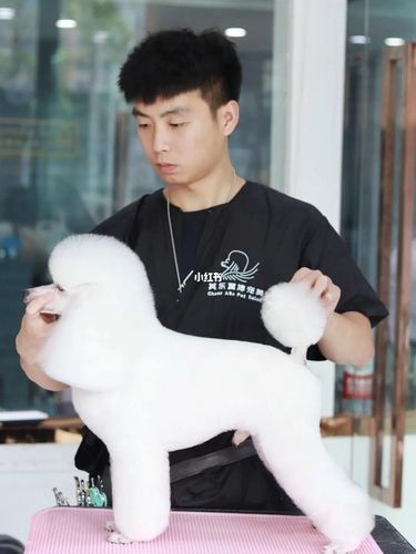 学员修剪贵宾犬 拉姆装_宠物_贵宾犬_穿搭_其乐翼搏宠