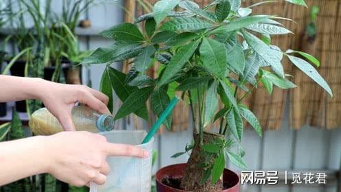 夏天养发财树,大水大肥加大修剪,新芽冒的欢!