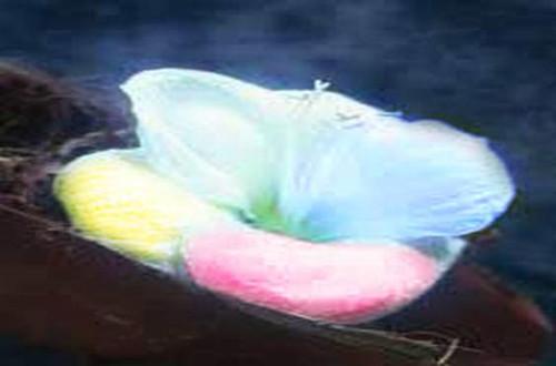 依米花的花语和传说(图)