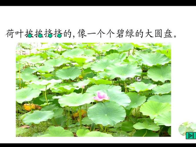 荷花ppt课件下载 苏教版三年级语文下册课件