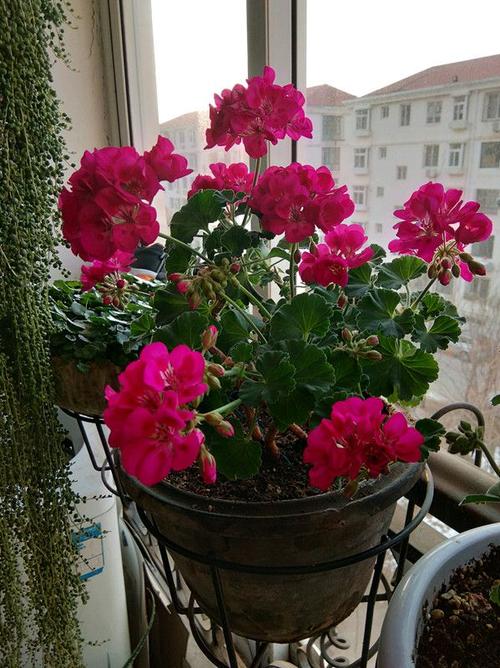 世界名花"天竺葵",优秀的阳台盆栽花,家里养一盆,三季