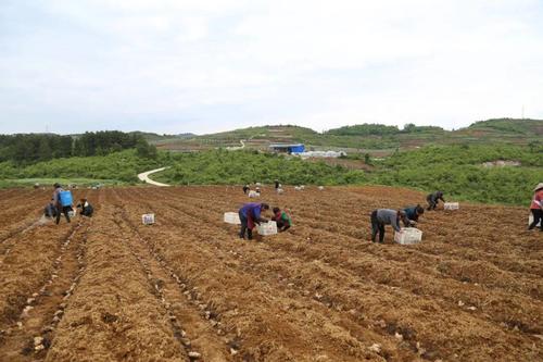 图为:种植户正开展规模化生姜种植