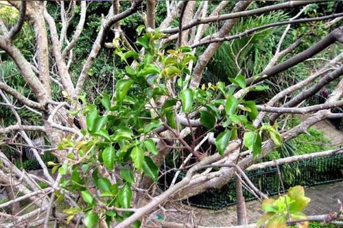 现商品分广寄生,槲寄生二类. 别名:槲寄生,北寄生,广寄生(桑寄生).