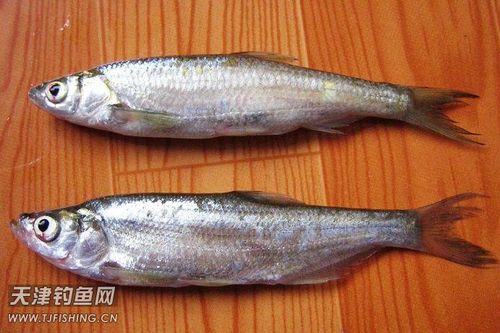 白条和翘嘴的区别