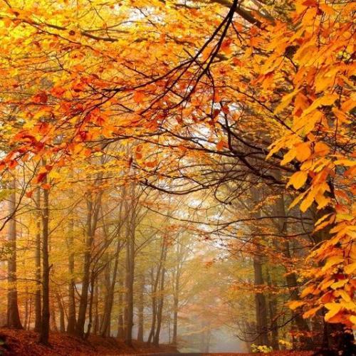 微信秋天头像图片大全2015款图片大全