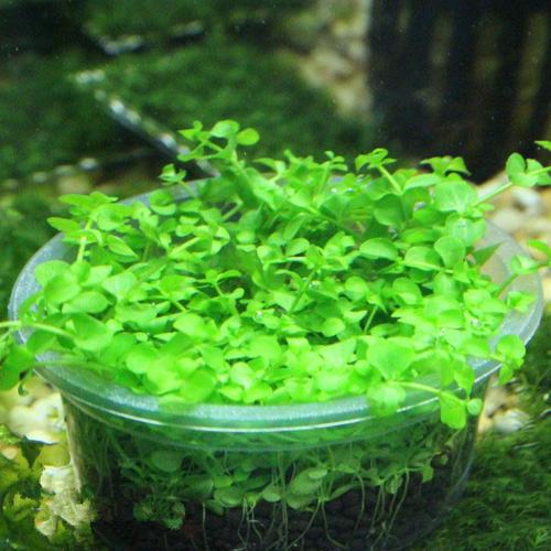 趴地珍珠 爬地大珍珠草 水中叶 前景水草