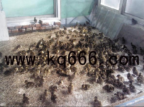 鸳鸯苗厂家产品