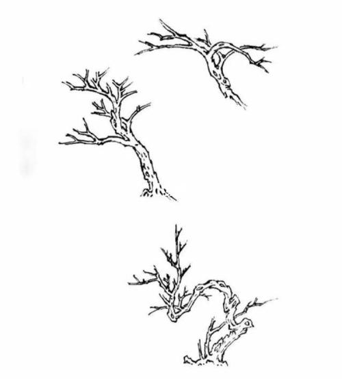 水墨国画/树干树纹画法/素材整理「上篇」_国画_素材