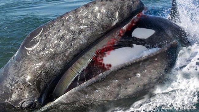 从上面的介绍中我们可以得知,虎鲸以捕食为生,就像是陆地上的野狼和