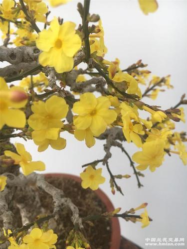 迎春中的皇后～黄城虎蹄