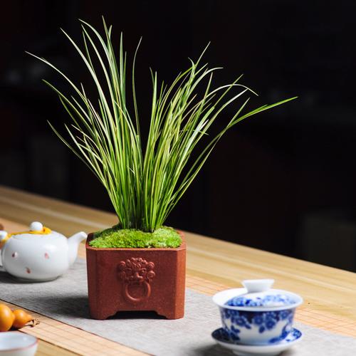 菖蒲微型盆景金凤凰胧月茶几绿植老桩办公室盆栽花卉