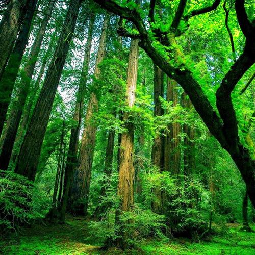 【10】最大的热带雨林-亚马逊