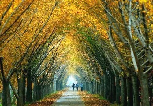 南京的梧桐大道