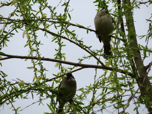 春天 柳树 小鸟