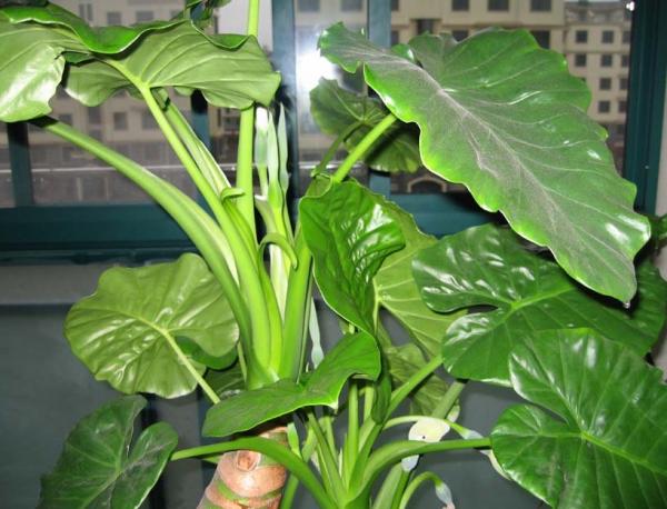 滴水观音吧  看看跟你的像不像