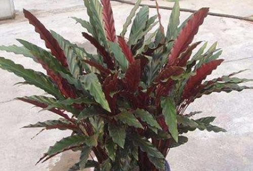 客厅养花,不如养盆"花中精品" 紫背竹芋,富丽堂皇,亭亭玉立