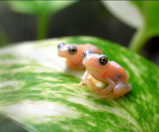 日本一水族馆展出白色青蛙 背部略带斑纹(图)