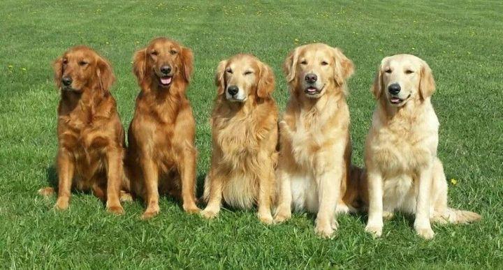 美系金毛颜色范围