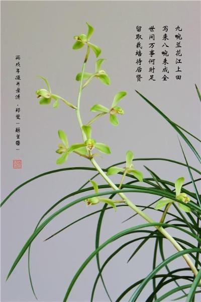 郑板桥