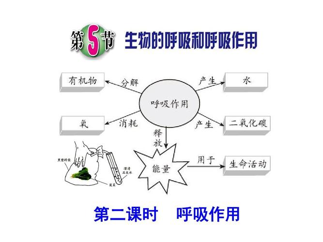 第5节 生物呼吸和呼吸作用(第二课时)ppt