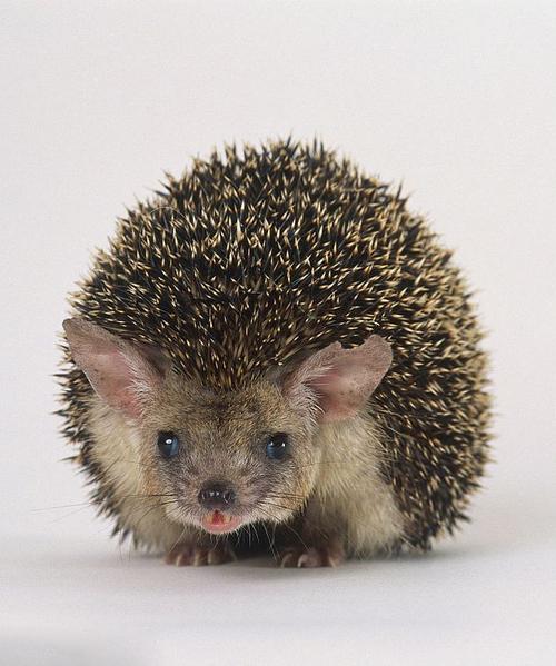 食虫目·猬科:长耳刺猬