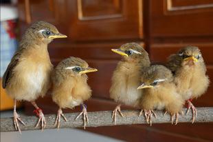 画眉鸟幼鸟活体批发