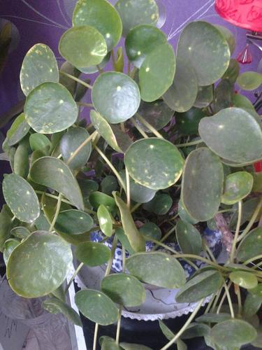 绿色圆形厚叶子