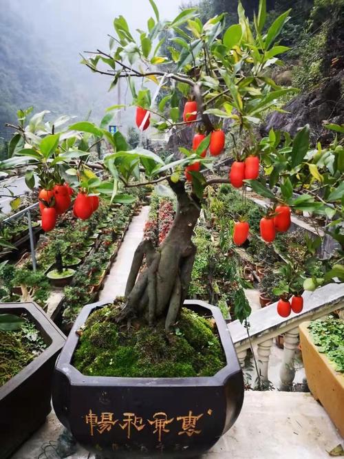 金弹子盆栽苗素材小苗重庆金单子造型老鸦柿盆景金蛋子母苗可挂果