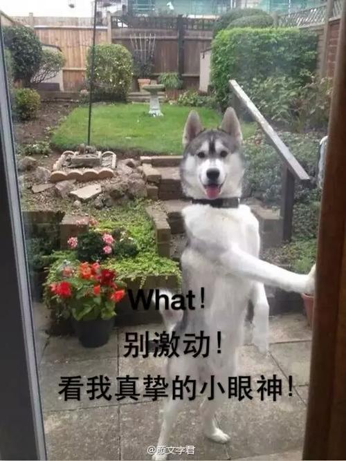 哈士奇的表情包