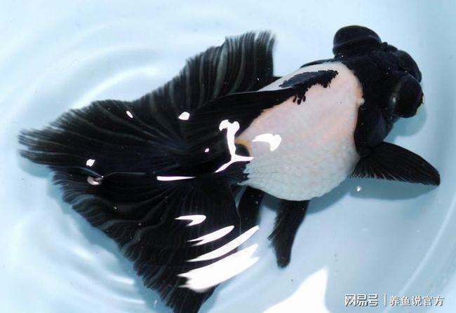 新年开篇大作,金鱼品种大全(最新),观赏鱼比赛也按这归类分组