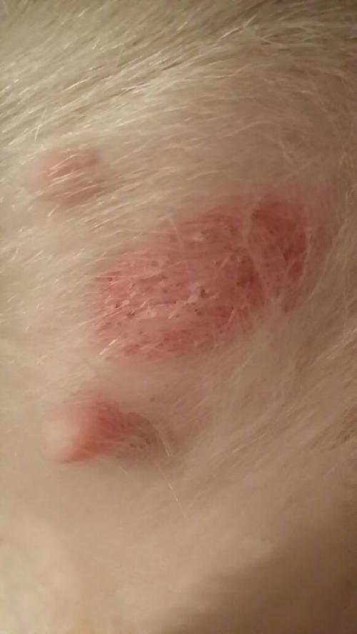 狗狗身上出来的,是什么?是蚊虫叮咬的吗?怎么办?