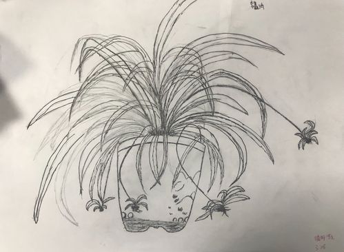 曲寄小六年级美术课——植物写生