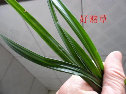 下山春剑选草赌花技巧 (第1页)